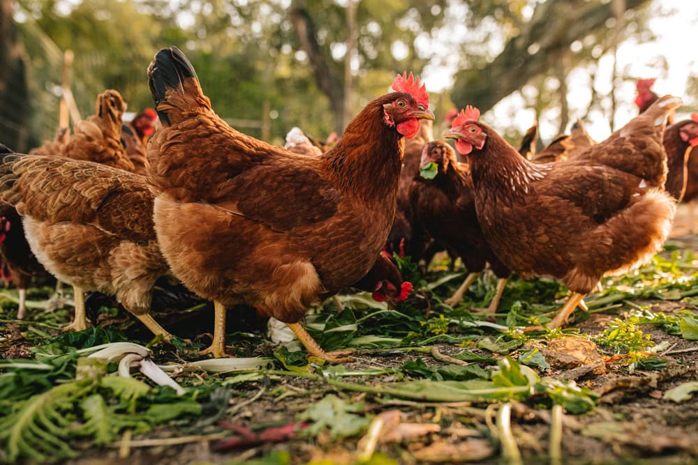 Closeup of Free range chickens walking outside in the grass