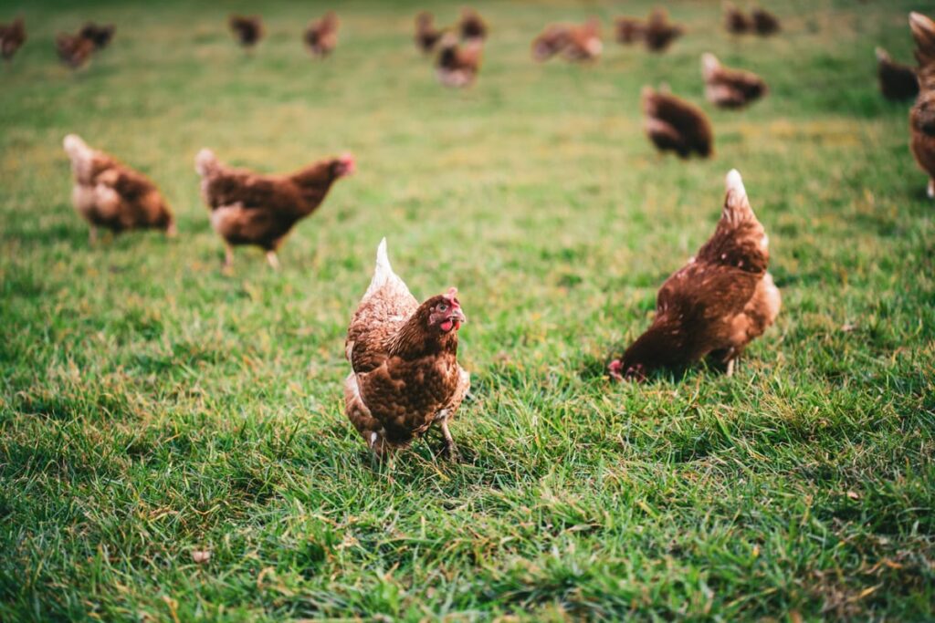 Free range chickens walking outside in the grass