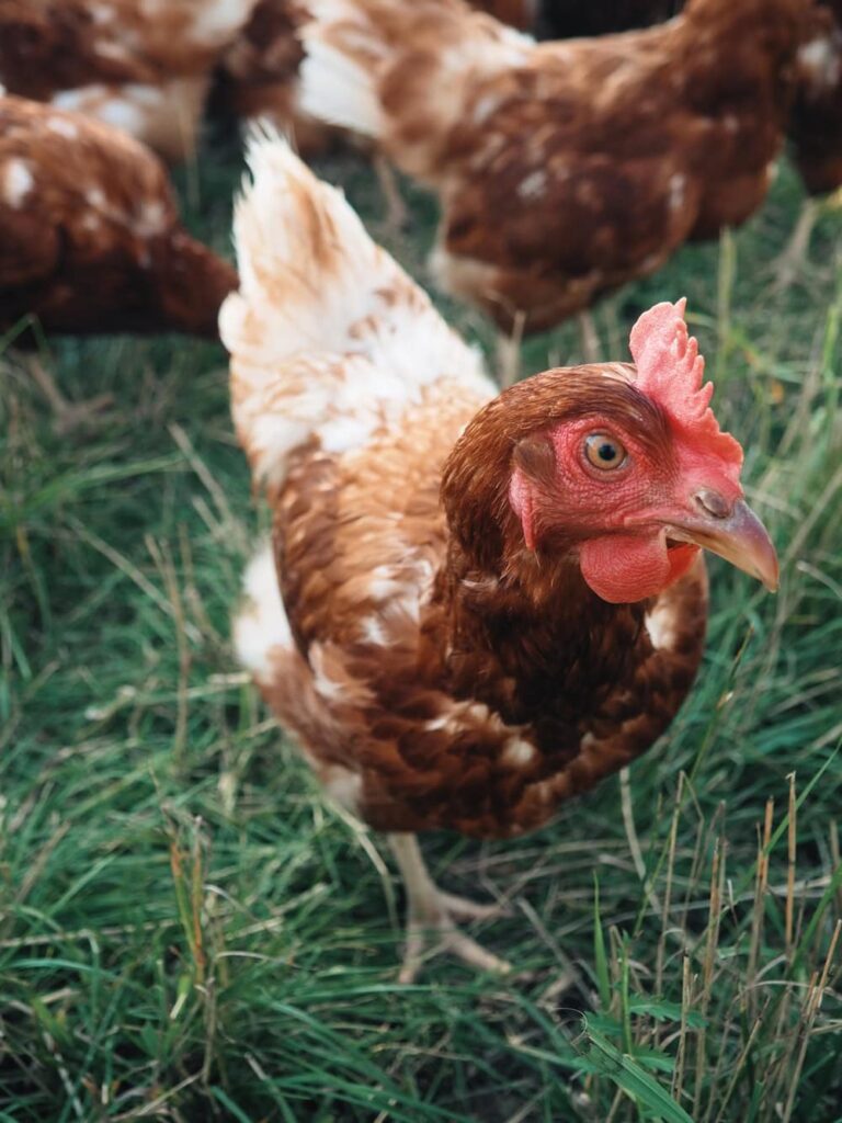 Free range chicken walking in grass with other behind it